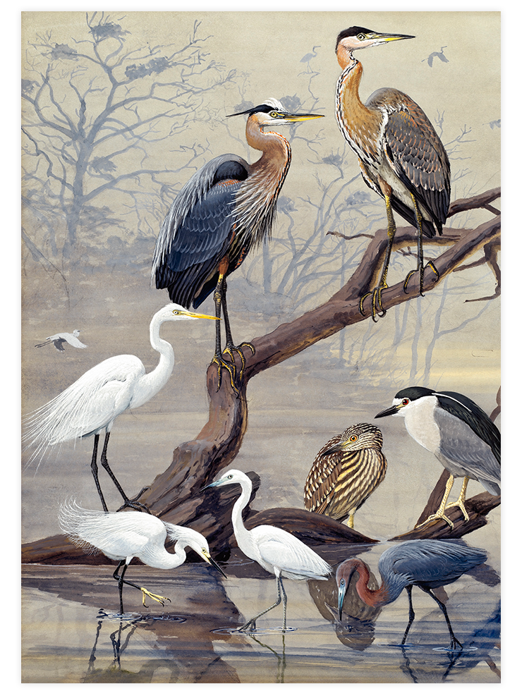 Vintage Büyük Mavi Balıkçıl - Art Print Ürün ana görseli