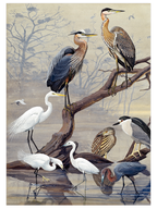 Vintage Büyük Mavi Balıkçıl - Art Print