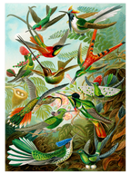 Vintage Kolibri & Flamingo - Poster Seti Duo