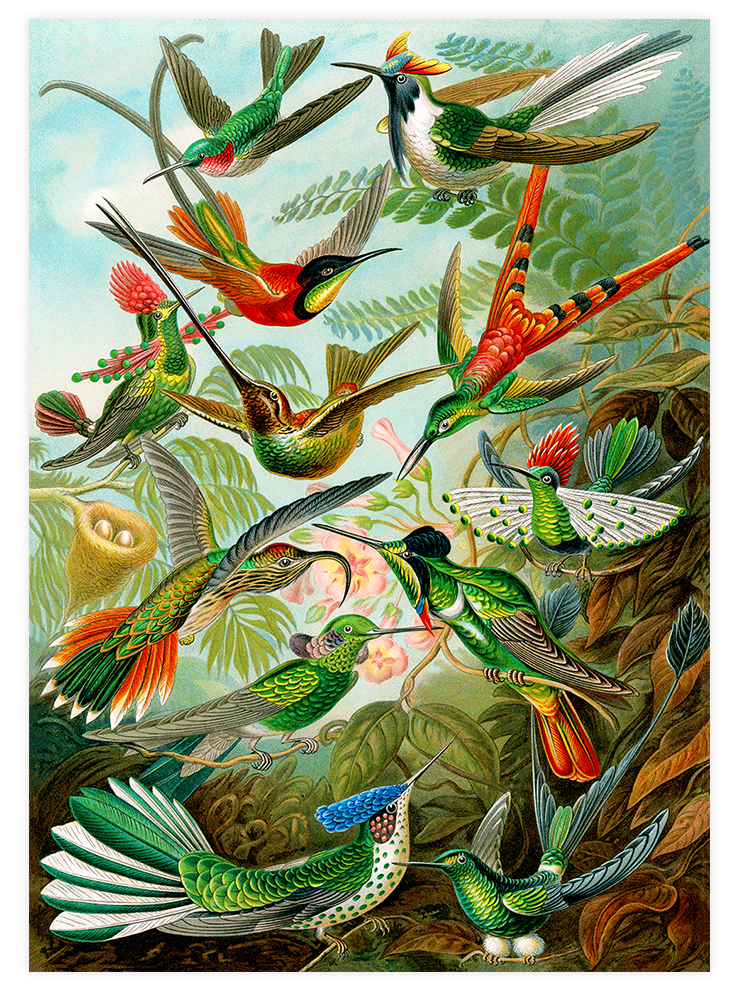 Vintage Kolibri & Flamingo - Poster Seti Duo  Poster