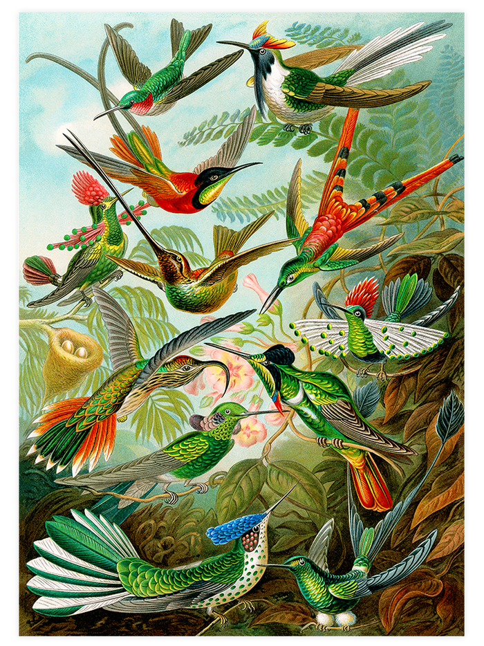 Vintage Kolibri & Flamingo - Poster Seti Duo  Poster