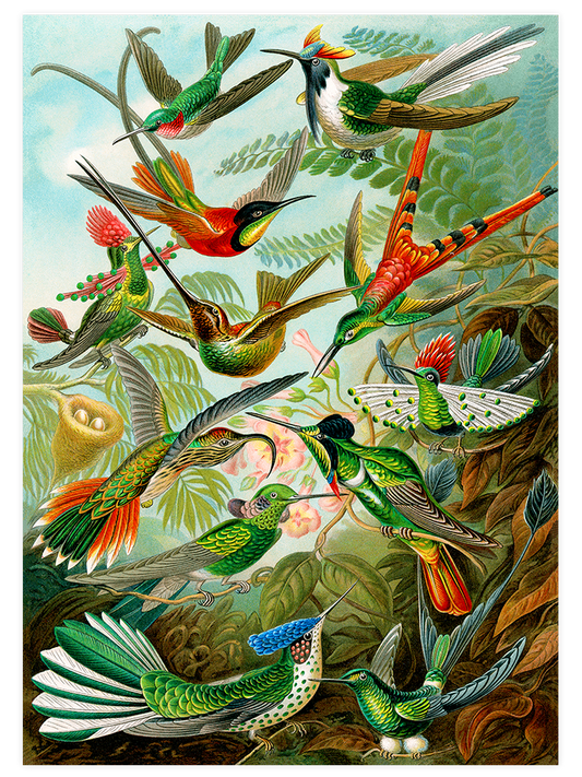 Vintage Kolibri Poster - Giclée Baskı