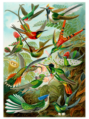 Vintage Kolibri Poster - Giclée Baskı