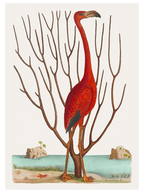 Vintage Kırmızı Kuş  - Poster Seti Duo