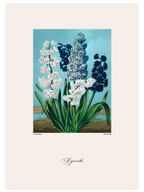 Vintage Hyacinth - Art Print