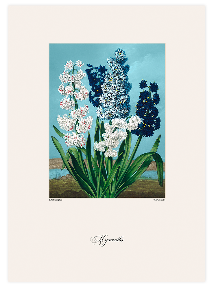 Vintage Hyacinth - Art Print