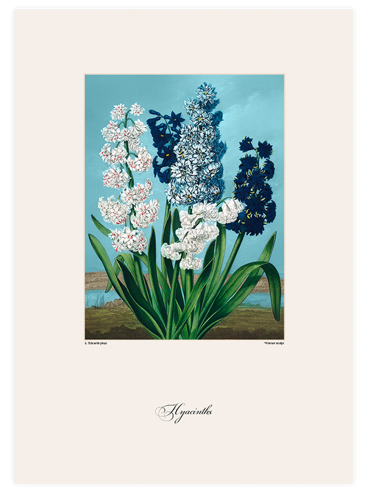 Vintage Hyacinth Poster - Giclée Baskı
