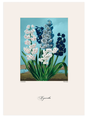 Vintage Hyacinth Poster - Giclée Baskı
