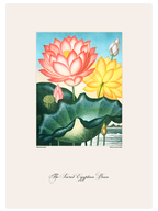 Vintage The Sacred Egyptian Bean - Art Print