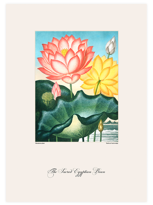 Vintage The Sacred Egyptian Bean - Art Print