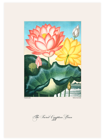 Vintage The Sacred Egyptian Bean - Art Print
