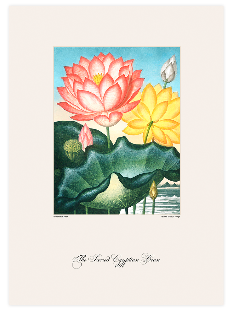 Vintage The Sacred Egyptian & Palmiye - Poster Seti Duo