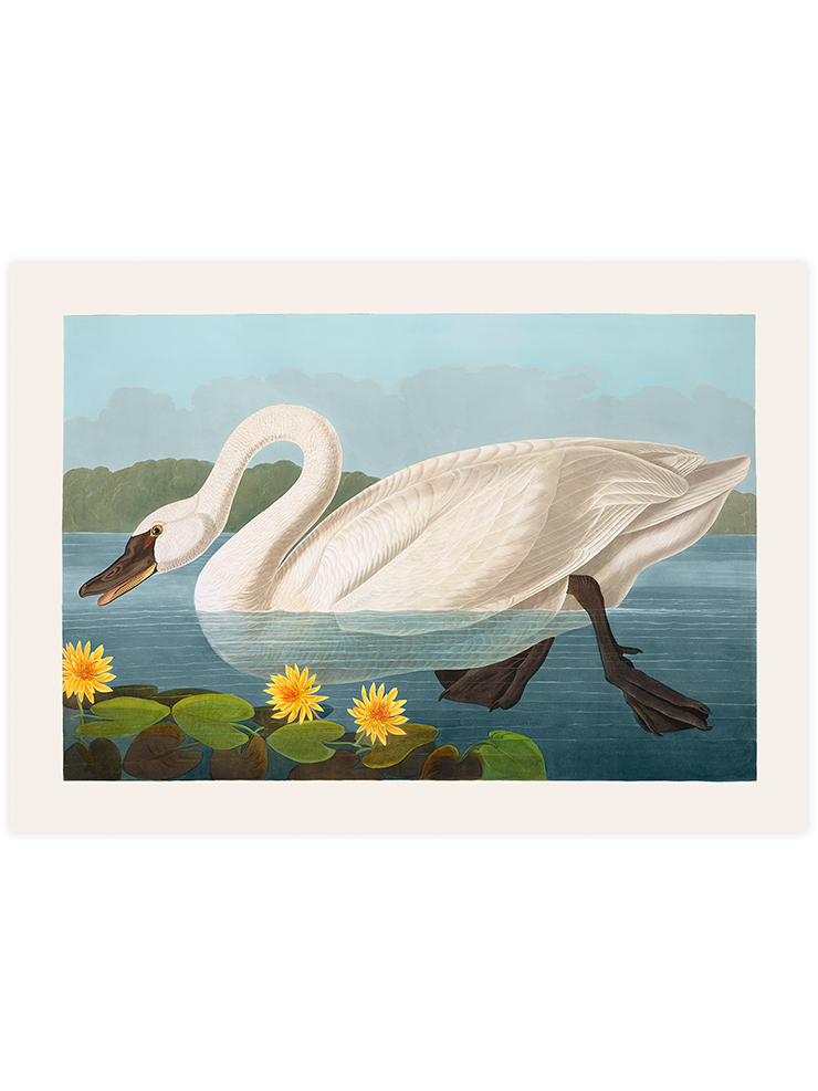 Vintage Kuğu - Art Print