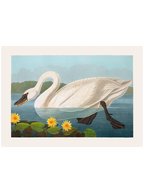 Vintage Kuğu & Pelikan - Poster Seti Duo