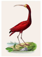 Vintage Kırmızı Kuş  - Poster Seti Duo