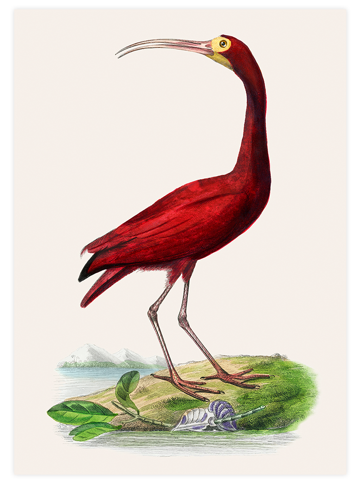 Vintage Kırmızı Kuş - Art Print Ürün ana görseli