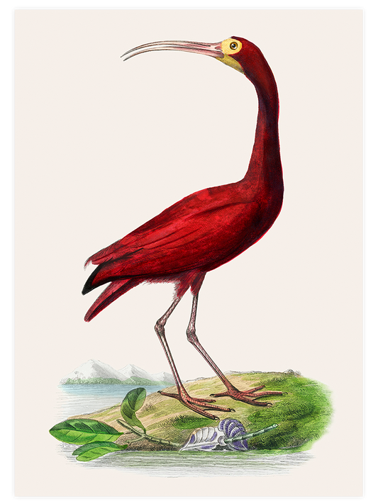 Vintage Kırmızı Kuş Poster - Giclée Baskı