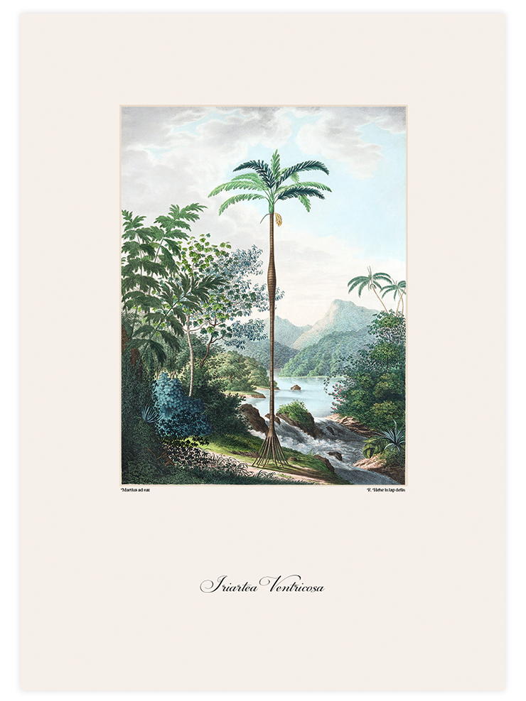 Vintage Palmiye İllüstrasyonu - Art Print Ürün ana görseli