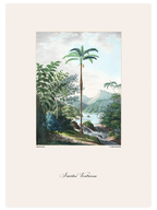 Vintage Palmiye İllüstrasyonu - Art Print