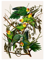 Vintage Papağan - Art Print