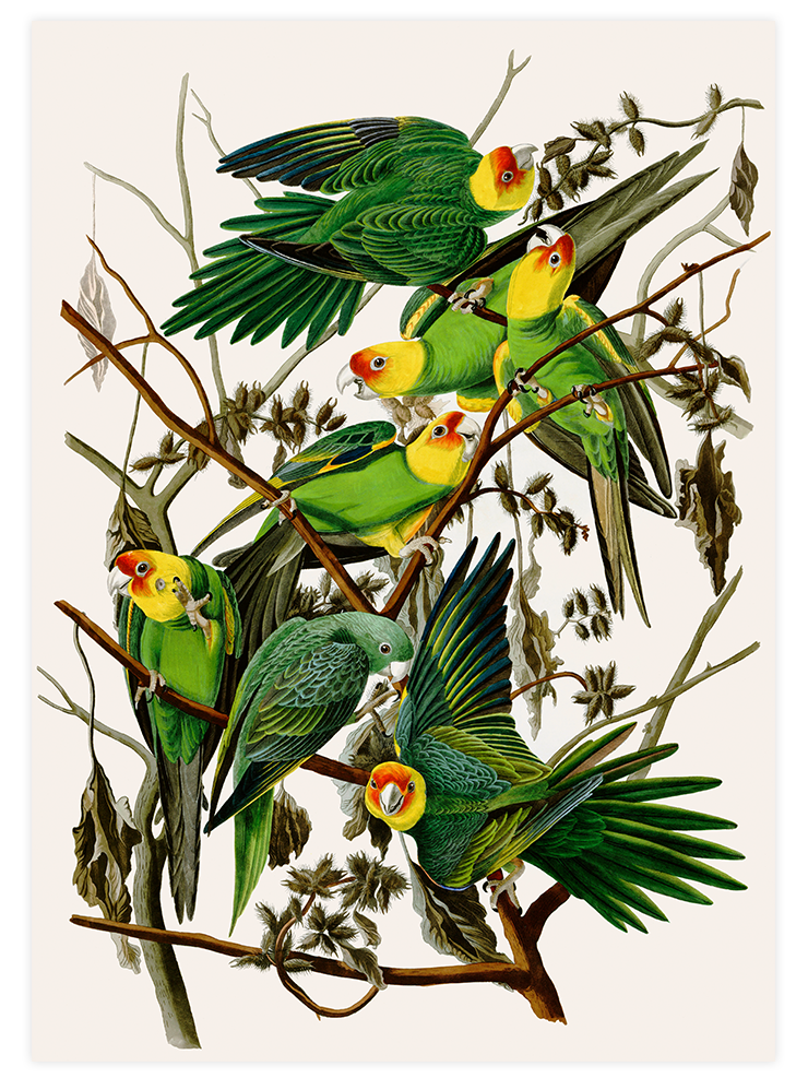 Vintage Papağan - Art Print