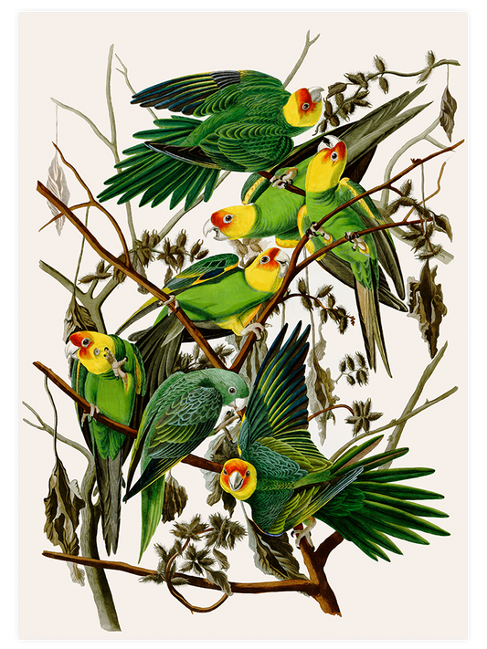 Vintage Papağan Poster - Giclée Baskı