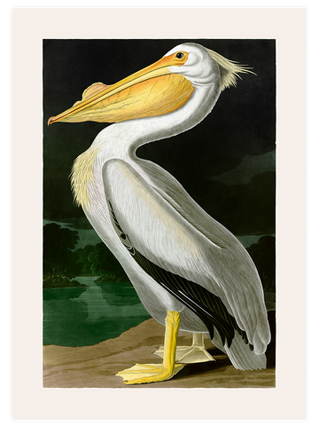 Vintage Flamingo & Pelikan - Poster Seti Duo
