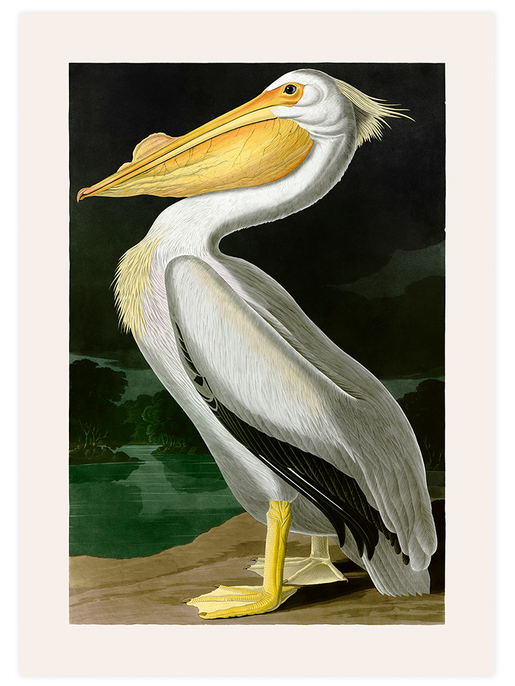 Vintage Pelikan - Art Print Ürün ana görseli