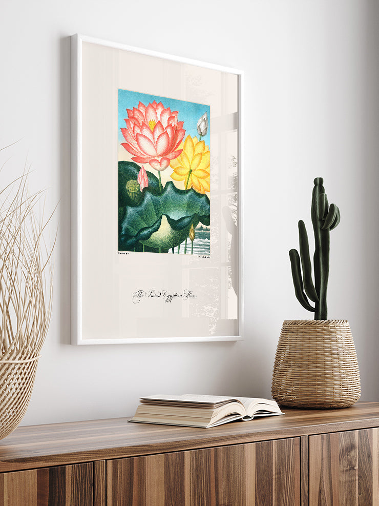 Vintage The Sacred Egyptian Bean - Art Print  Poster
