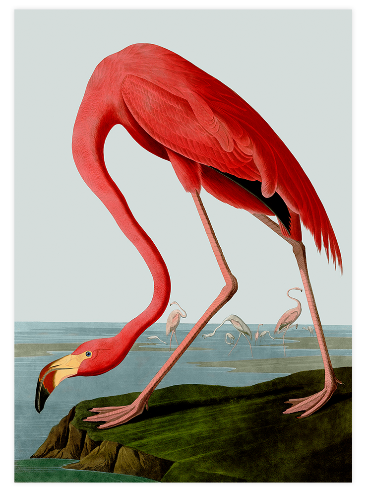 Vintage Kolibri & Flamingo - Poster Seti Duo  Poster