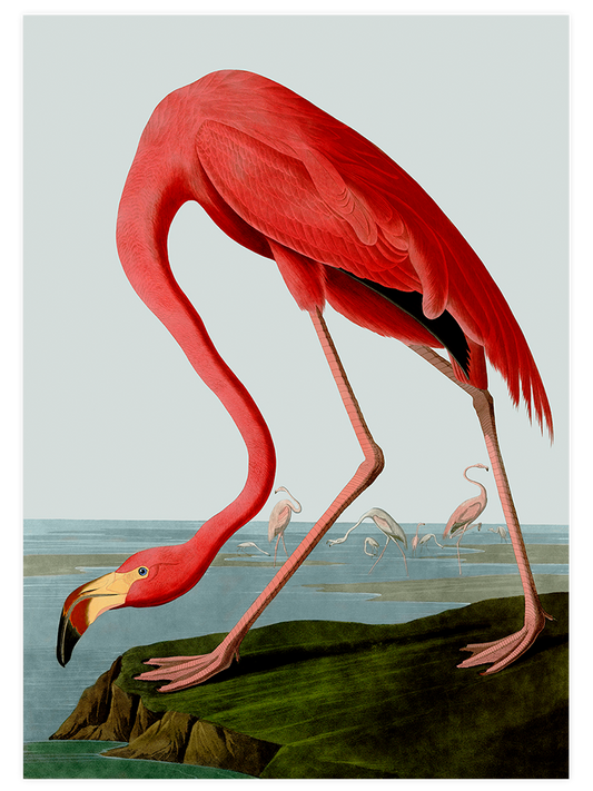 Vintage Flamingo Poster - Giclée Baskı