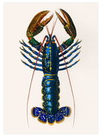 Vintage Istakoz - Art Print