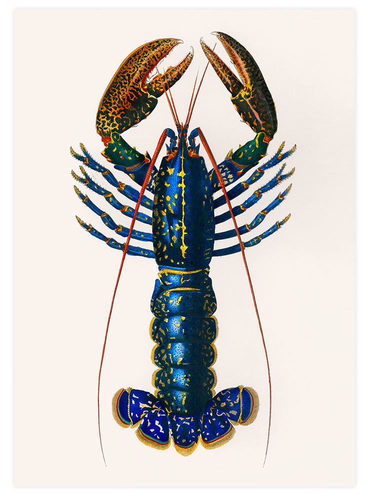 Vintage Istakoz - Art Print