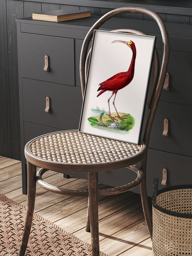 Vintage Kırmızı Kuş - Art Print Ürün ikincil görseli