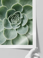 Yeşil Sukulent - Art Print
