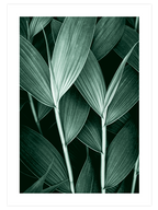 Flower Touch Poster Seti