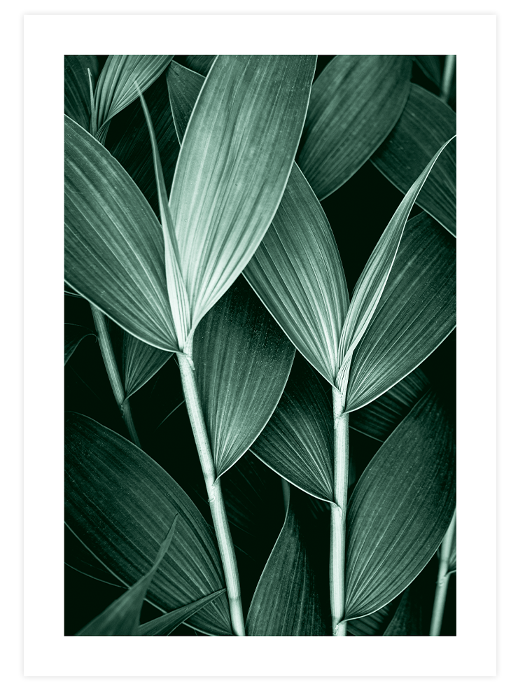 Flower Touch Poster Seti