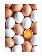 Eggs - Art Print