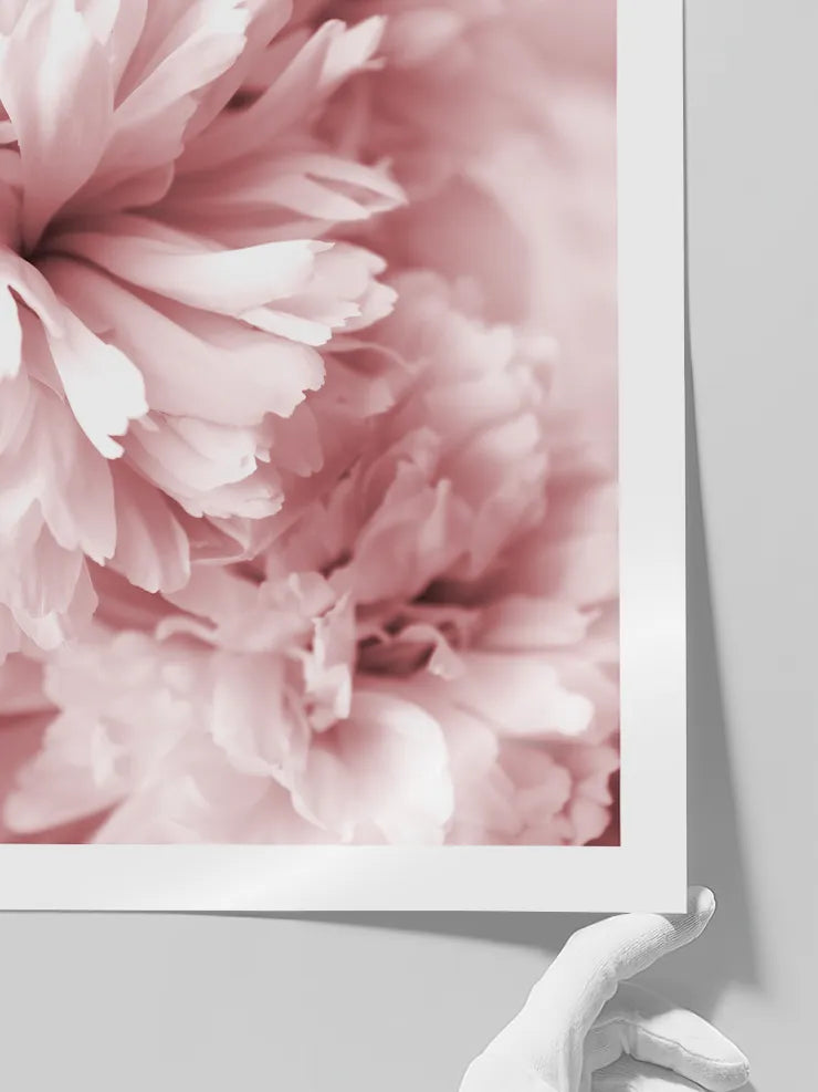 Yumuşak pembe botanik fotoğraf posteri