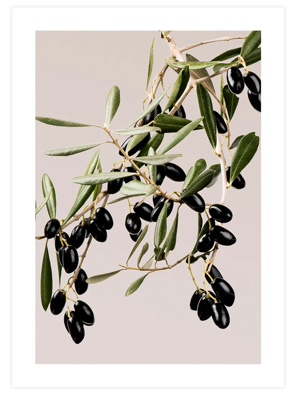 Siyah zeytin dalları botanik posteri