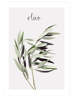 Olivo - Art Print