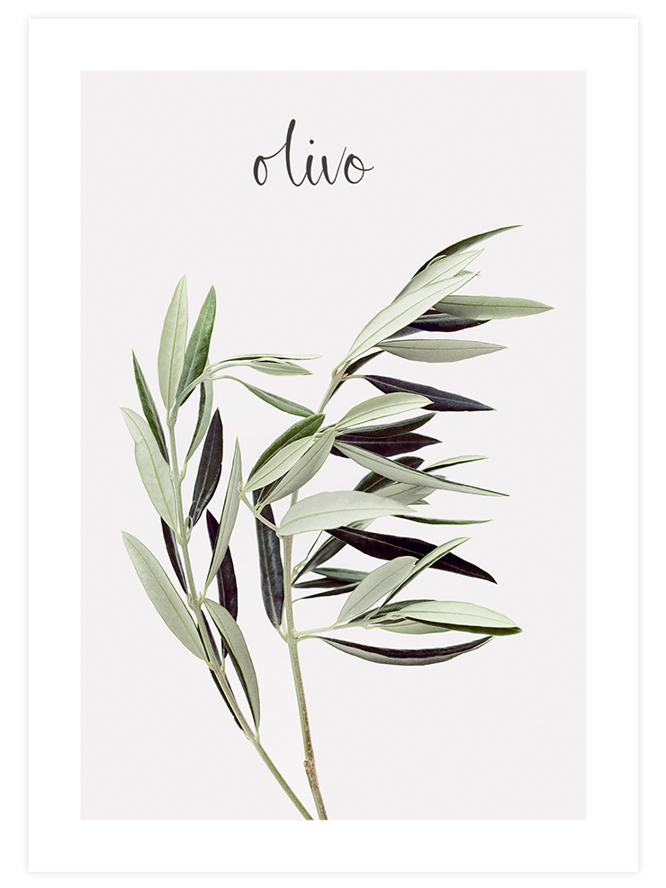 Olivo - Art Print