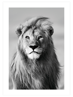 Aslan Portresi - Art Print