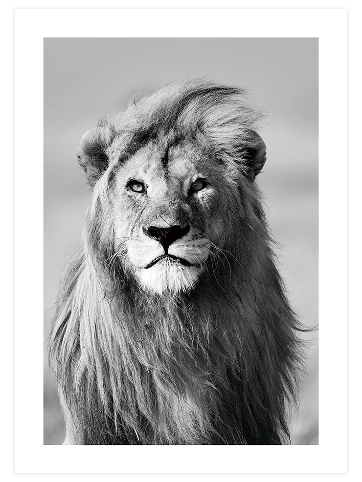 Aslan Portresi - Art Print Fotoğraflar Poster