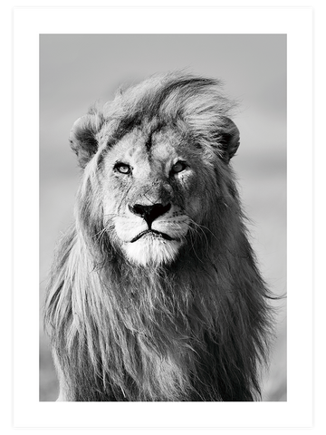Aslan Portresi - Art Print