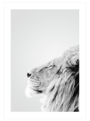 Aslan Profili Poster - Giclée Baskı