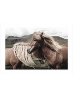 At Çifti - Art Print