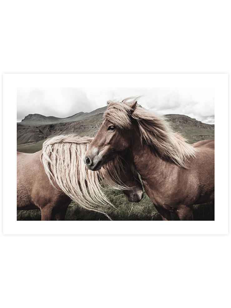 At Çifti - Art Print Fotoğraflar Poster