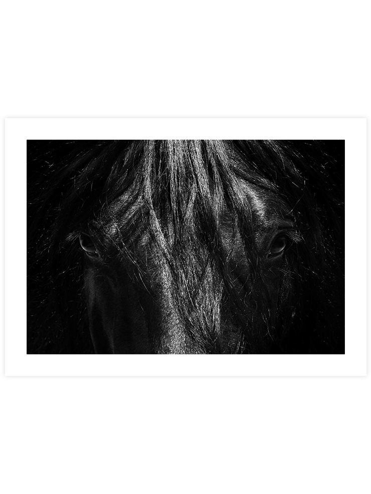 At Portresi - Art Print Fotoğraflar Poster