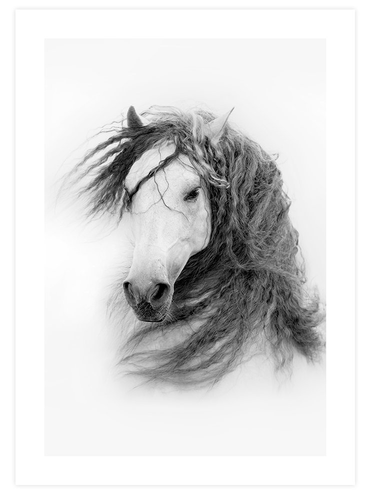 At Resmi - Art Print Fotoğraflar Poster